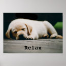 Search for lab photography Puppy