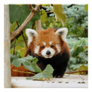 Search for red panda posters Animal