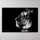 Search for black white tiger posters Siberian
