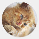 Search for awesome cat stickers Adorable