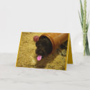 Search for pup christmas cards Funny