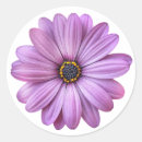 Search for purple daisy stickers Flowers
