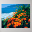 Search for california poppy art Botanical