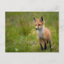 Search for kit postcards Wildlife