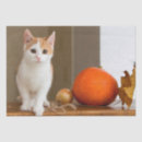 Search for housecat Tabby
