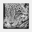 Search for onca Animal