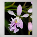 Search for epidendrum Flowers