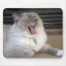 Search for cat yawning mousepads One animal