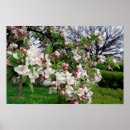 Search for apple blossoms posters Tree