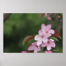 Search for crab apple art Tree