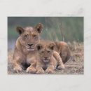 Search for okavango postcards Botswana