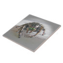 Search for arachnid tiles Nature