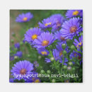 Search for aster magnets Green