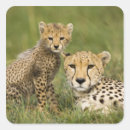 Search for eye spot stickers Nature