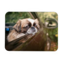 Search for dog car magnets Canine
