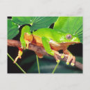 Search for treefrogs postcards Amphibian
