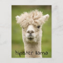 Search for happy llama postcards Funny