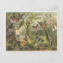 Search for beetle illustration postcards Beetles