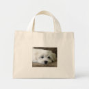 Search for bichon accessories Animals