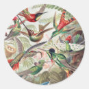 Search for hummingbird stickers Ernst haeckel