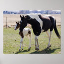 Search for filly posters Colt