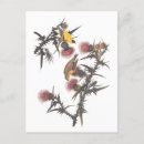 Search for american goldfinch postcards Yellow bird