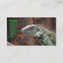 Search for lizard picture Iguana