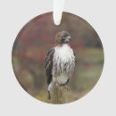 Search for red tail hawk christmas tree decorations Nature