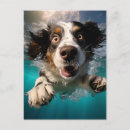 Search for swimming postcards Animal lover