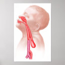 Search for respiratory system art Physiology
