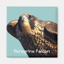 Search for peregrination magnets Raptor