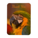 Search for pet macaw cards Colourful