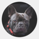 Search for french bulldog puppy stickers Black