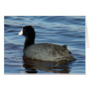 Search for coot Waterfowl