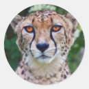 Search for eye spot stickers Cheetah