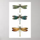 Search for dragonfly illustration posters Vintage