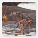 Search for hippopotamus stickers Wildlife