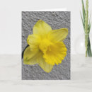 Search for daffodils mothers day cards Flowers