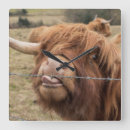 Search for coo coo clocks Highland