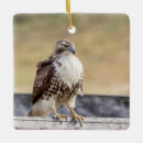 Search for hawk christmas tree decorations Birds of prey