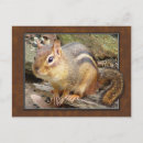 Search for chipmunk postcards Wildlife