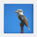 Search for kookaburra magnets Kingfisher