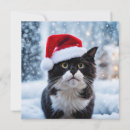 Search for black and white cat christmas cards Funny