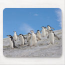 Search for aquatic birds electronics Animal