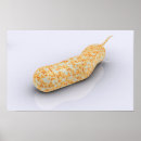 Search for microbiology art Science