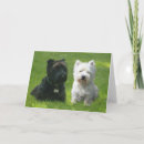 Search for scotty dog westie cards Dogs