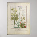Search for herbal medicine posters Medicinal