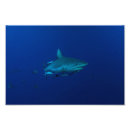 Search for shark photo posters Ocean