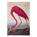 Search for american flamingo posters John james audubon