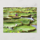 Search for amazons postcards Tropical